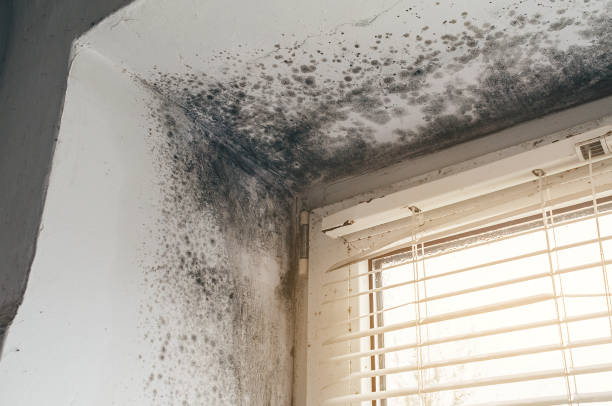 Trusted Black Mold Removal service in Milton, WA - Cheap Mold Removal