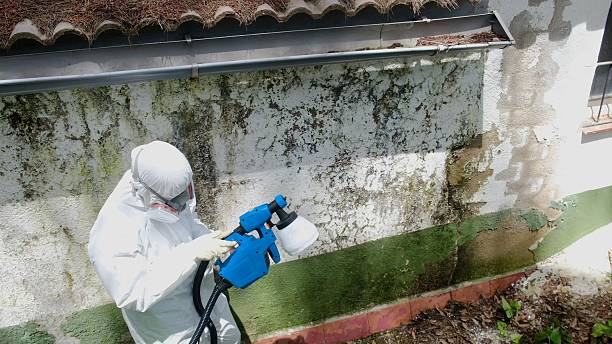 Trusted Mold Inspection service in Milton, WA - Cheap Mold Removal
